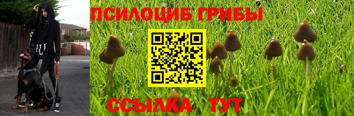 Галлюциногенные грибы Psilocybe Сорочинск